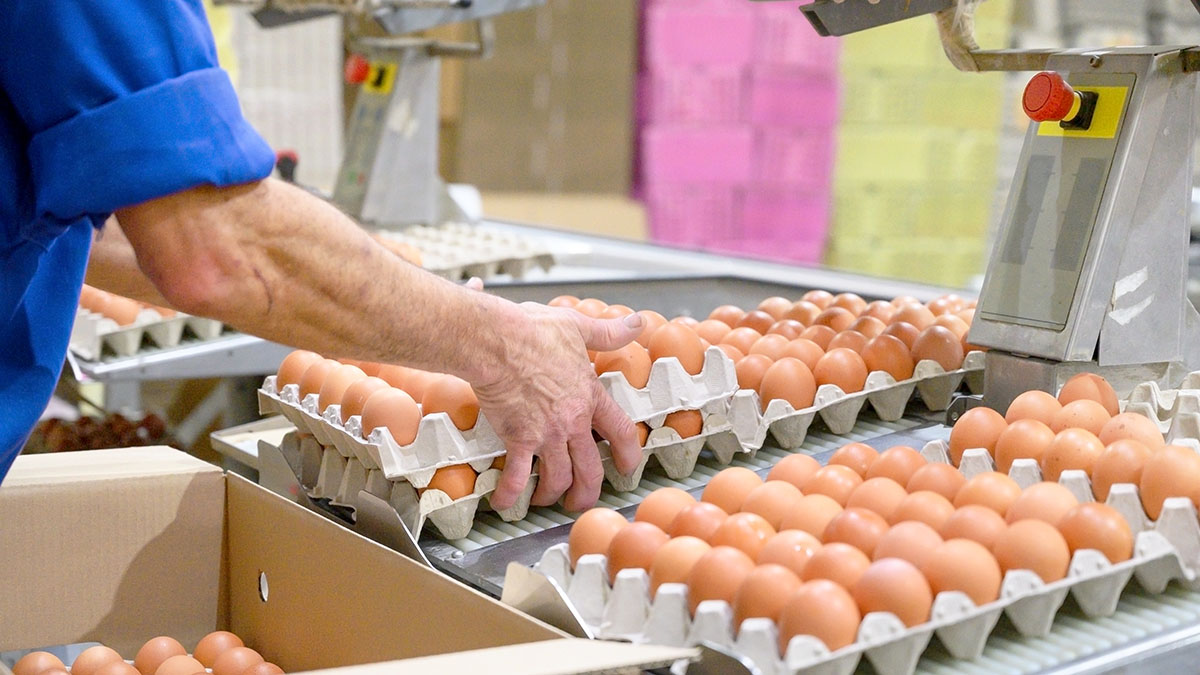 Vacature productiemedewerker - PAP Eggs - Nunspeet